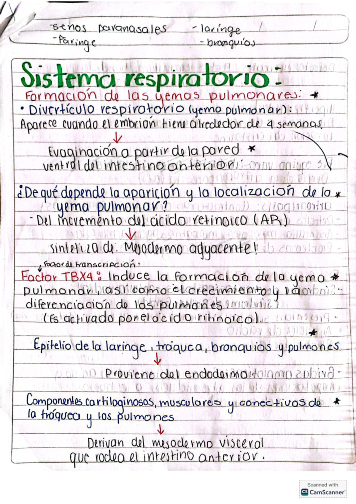 Sistema respiratorio - Resumen Langman. Embriología Médica, 13e - senos ...