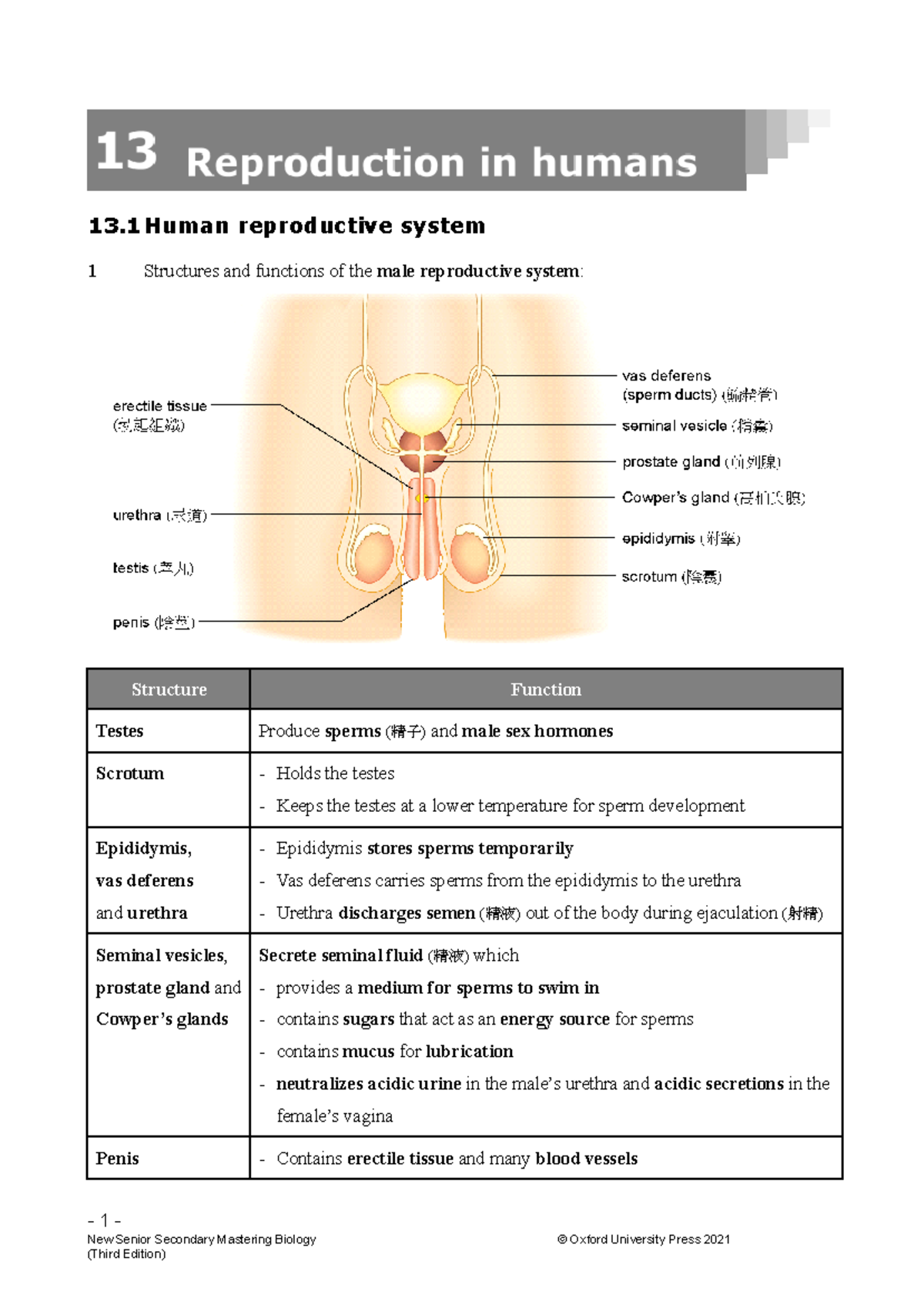 Bio CH.13 Final Exam Notes - Human Reproductive System Overview - Studocu