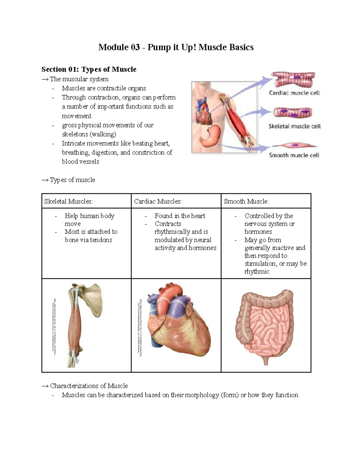 ANAT 100 - Module 03: Muscle Basics and Types of Muscle - Studocu