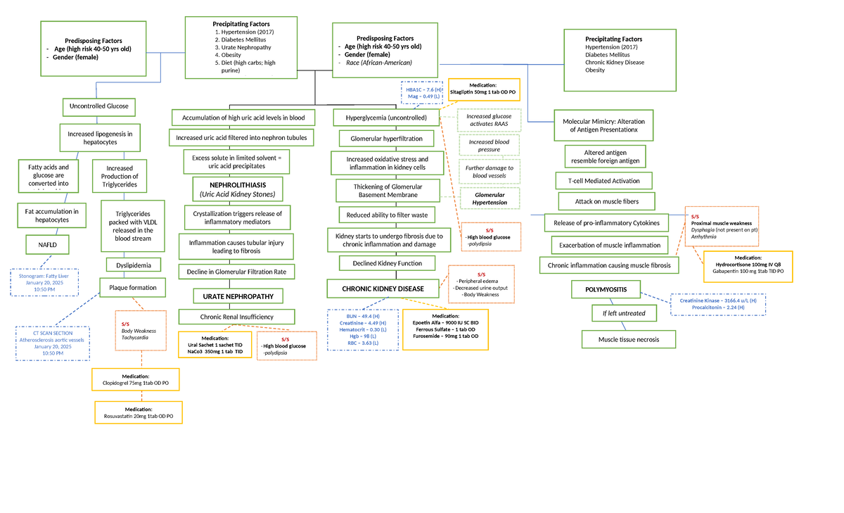 Polymyositis Pathophysiology: Factors, Symptoms, and Management - Studocu