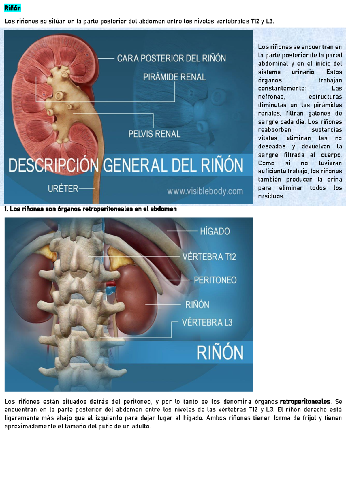 Riñón - M E D I A S T I N O - límites - Riñón Los riñones se sitúan en ...