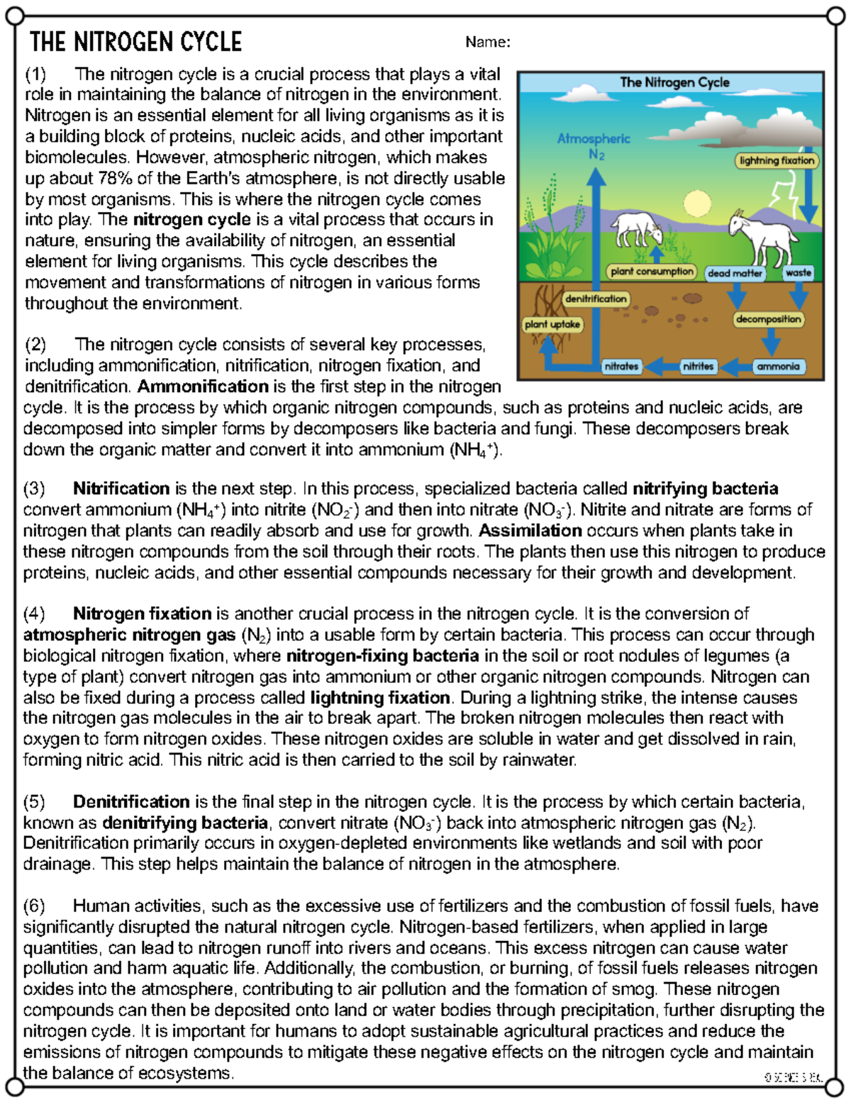 Nitrogen Cycle Overview and Activities (Biology 101) - Studocu