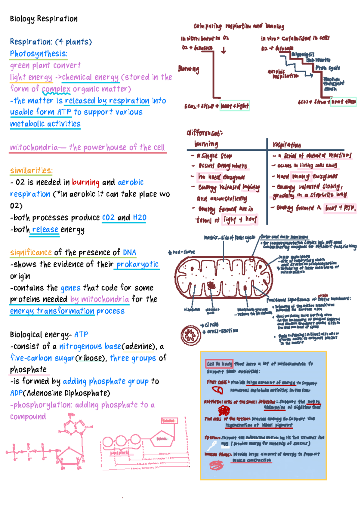 Biology 101: Respiration vs Photosynthesis - Exam Notes - Studocu