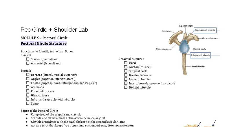 Pectoral Girdle Structures: Lab Identification (MODULE 9) - Studocu