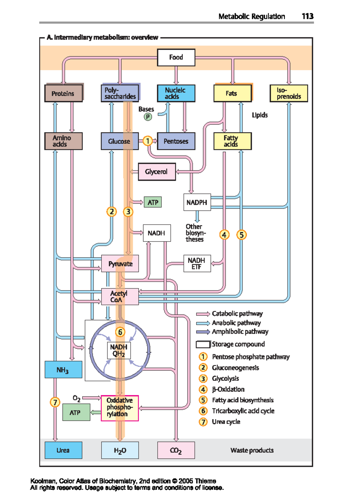 Metabolic Regulation and Energy Metabolism Overview - DUT BXDong - Studocu
