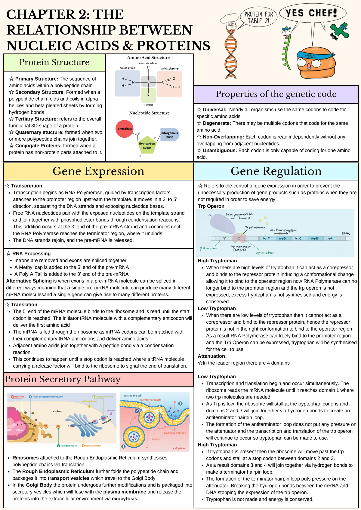 Chapter 2 Summary - Proteins and Amino acids - Gene Expression Protein ...