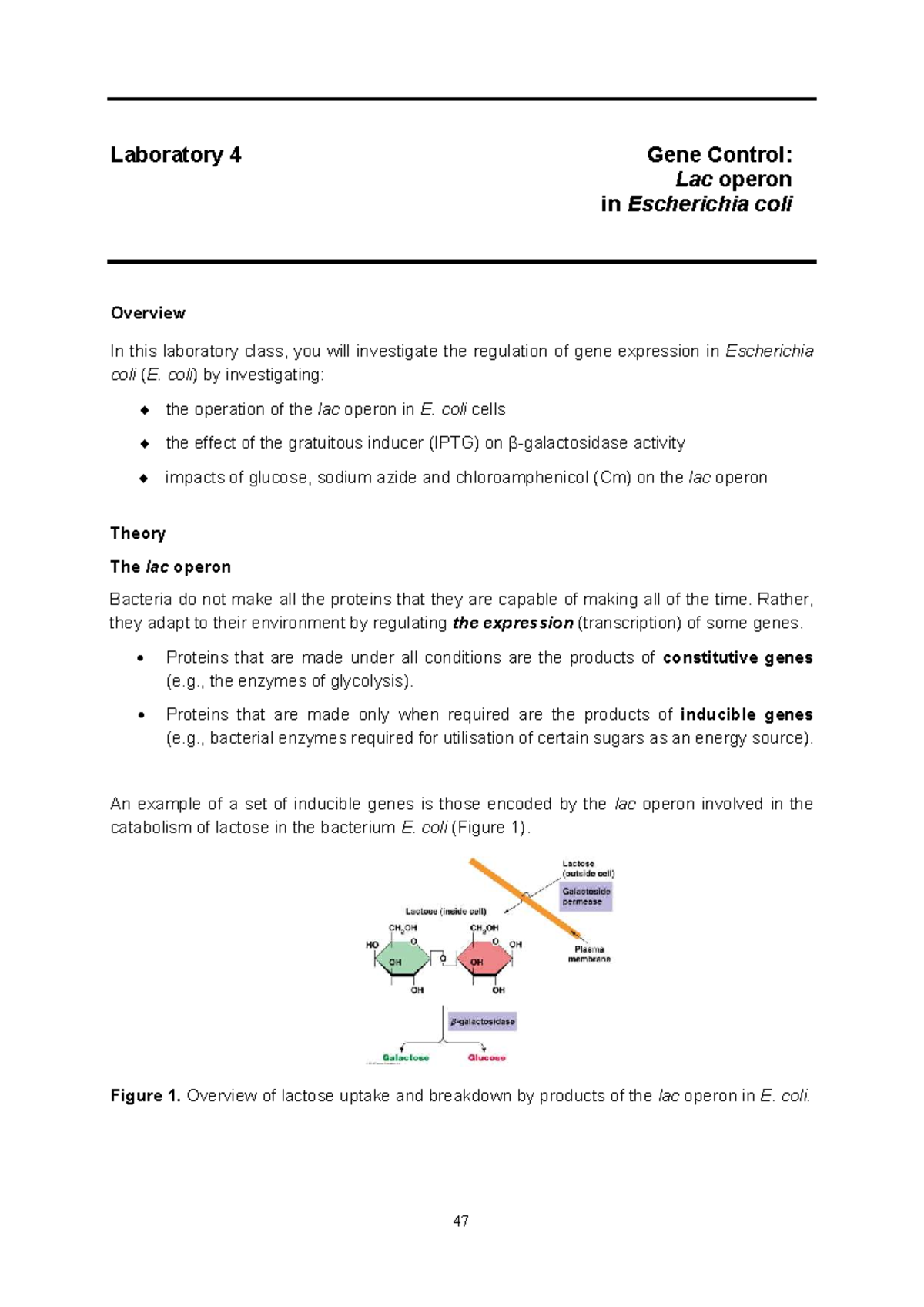 BIO152 Lab 4: Gene Control and Lac Operon in E. coli - Studocu