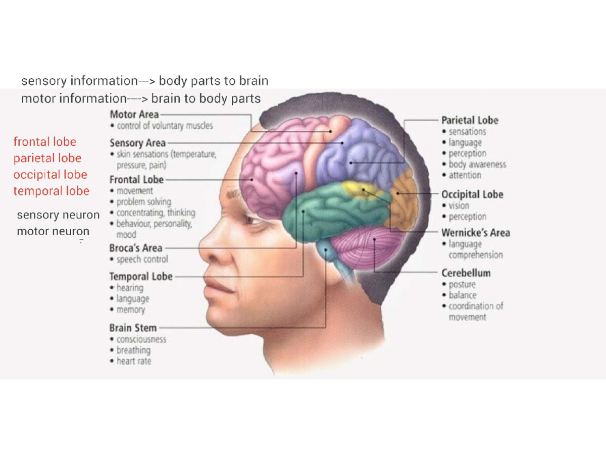 Brain Structure and Functions: An Overview of Lobes and Their Roles ...