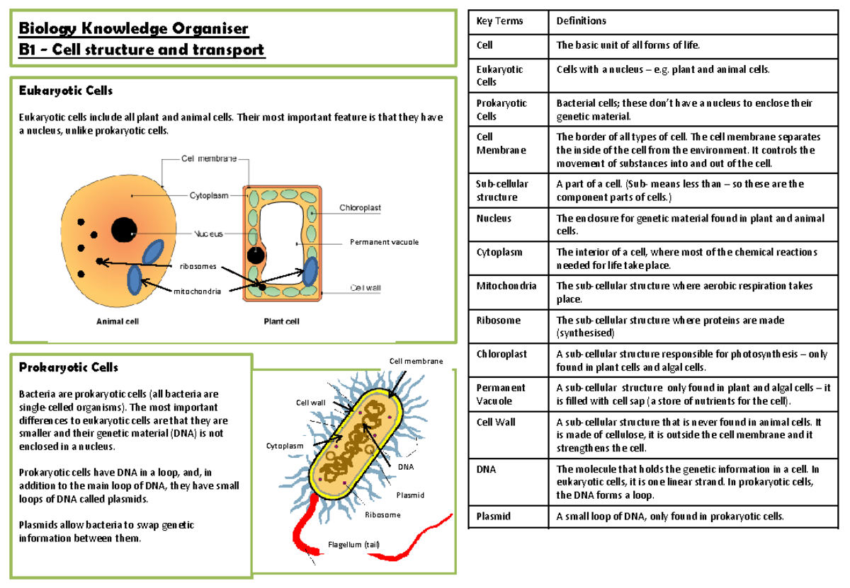 Gcse Biology Knowledge Organiser Cell Structure Transport B1 Studocu