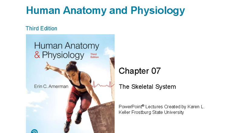 ANATOMY AND PHYSIOLOGY CHAPTER 7 SKELETAL SYSTEM visual data 2