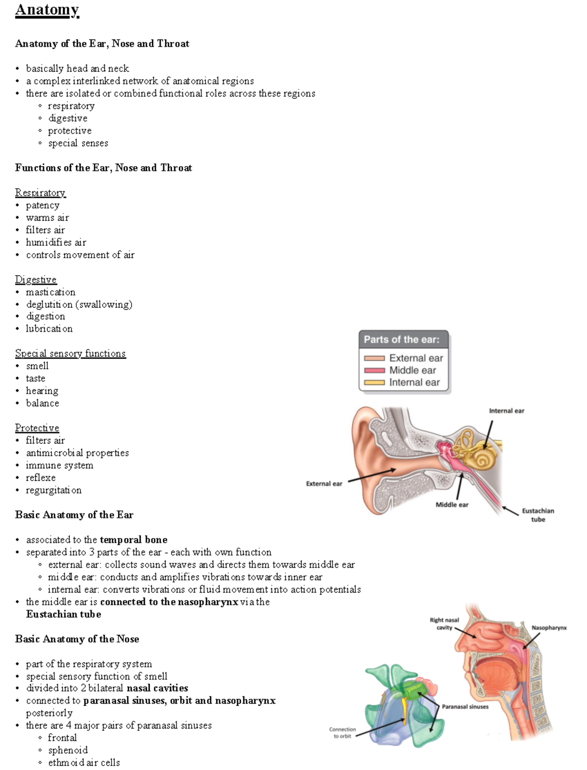 ENT 101: Comprehensive Summary of Ear, Nose, and Throat Anatomy - Studocu