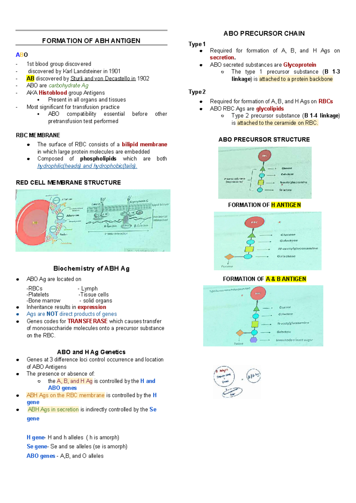 ABO Precursor Chain Formation of ABH Antigen: Type 1 Overview - Studocu
