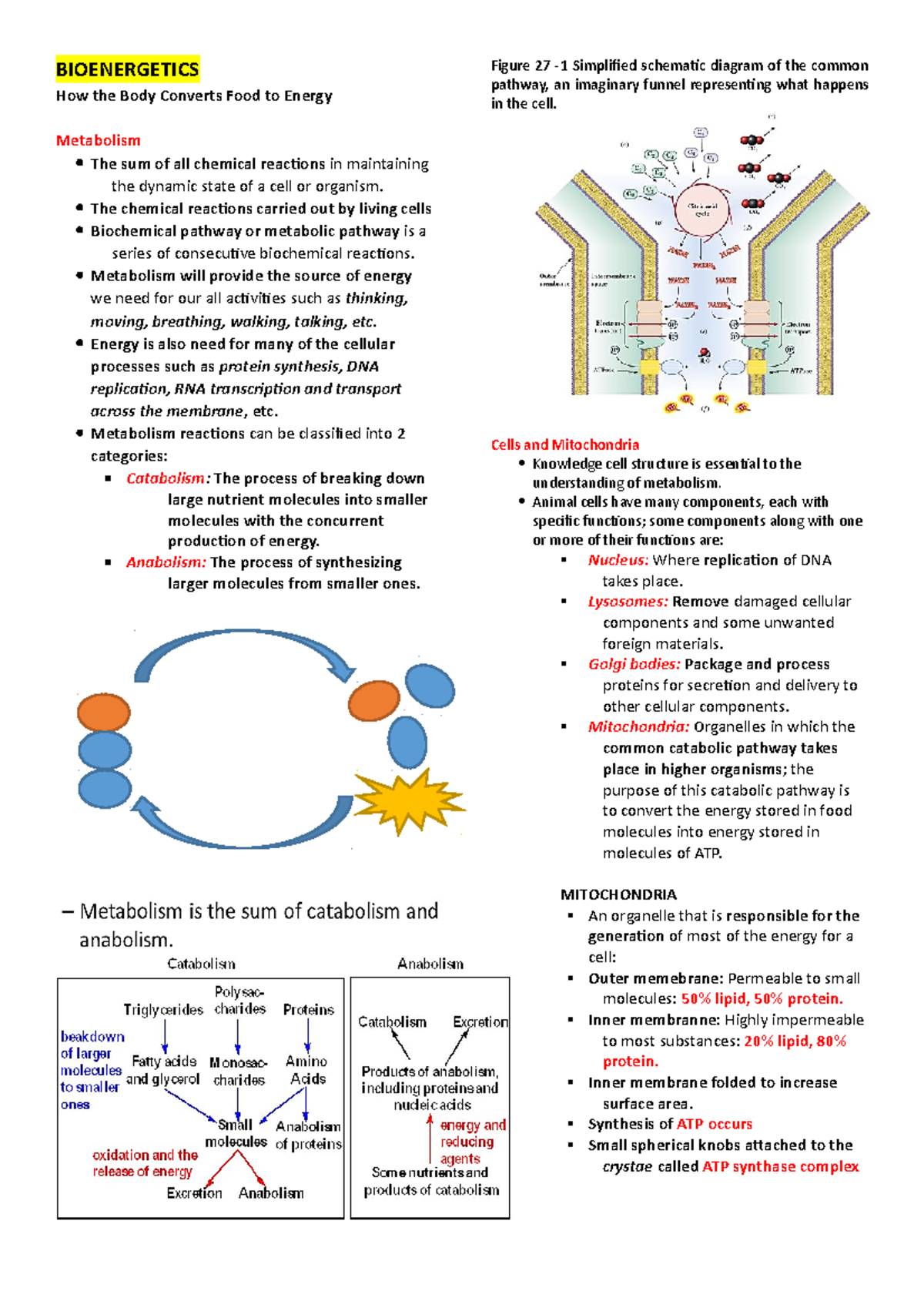 Bioenergetics AND Specific Catabolic Pathways - BIOENERGETICS How the ...