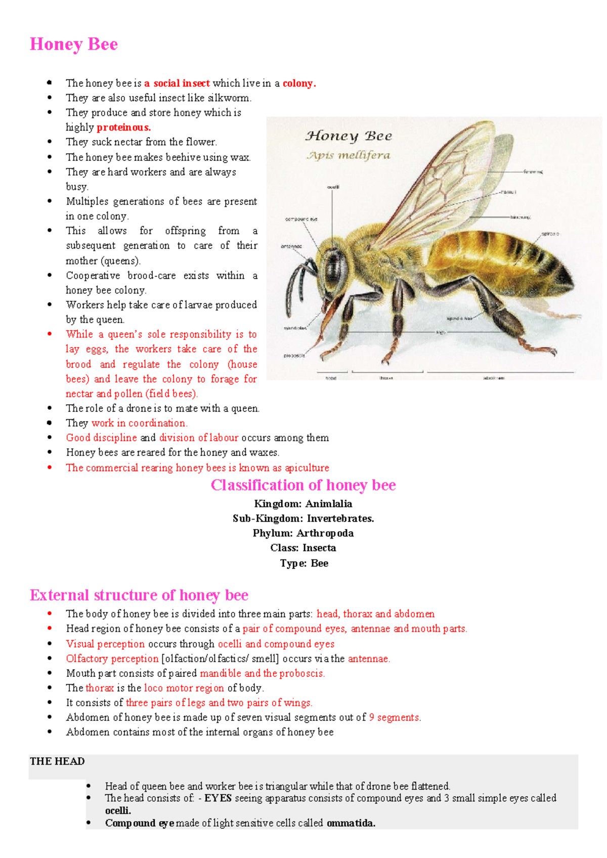 Honey Bee: Anatomy, Life Cycle, and Economic Importance (06109) - Studocu