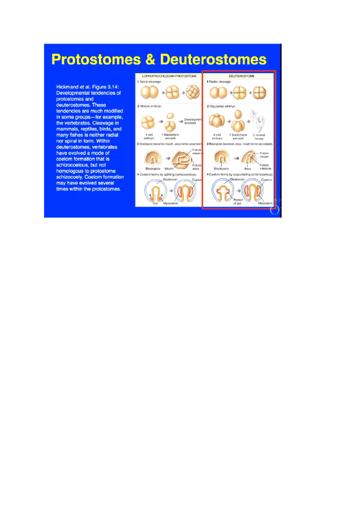 Deuterostomes and protostomes - Animal Designs for Living - Studocu