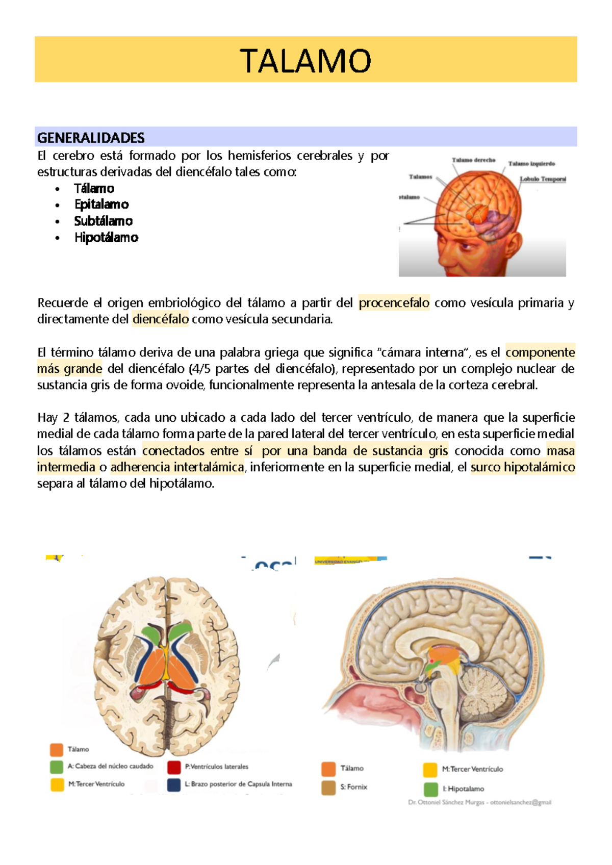 Talamo 1: Estructura, Ubicación y Funciones del Tálamo en el Cerebro ...