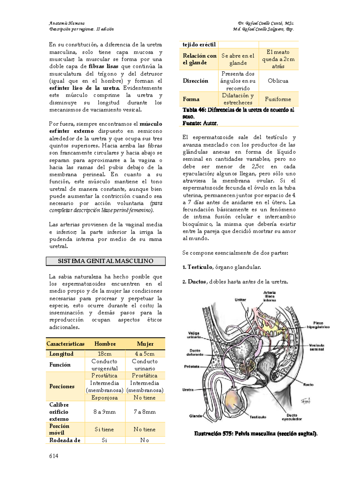 Anatomía Humana: Genital Masculino - II Edición por Dr. Coello - Studocu