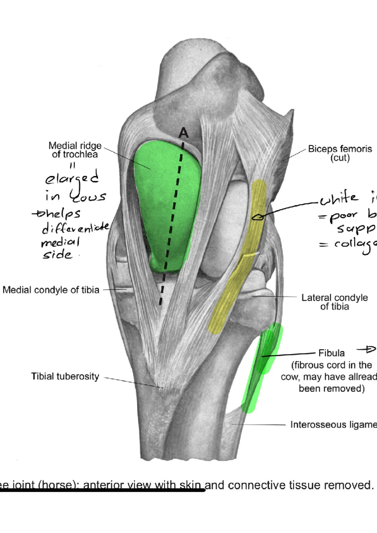Knee anatomy and medial ridge biceps femoris in horses (Medsci) - Studocu