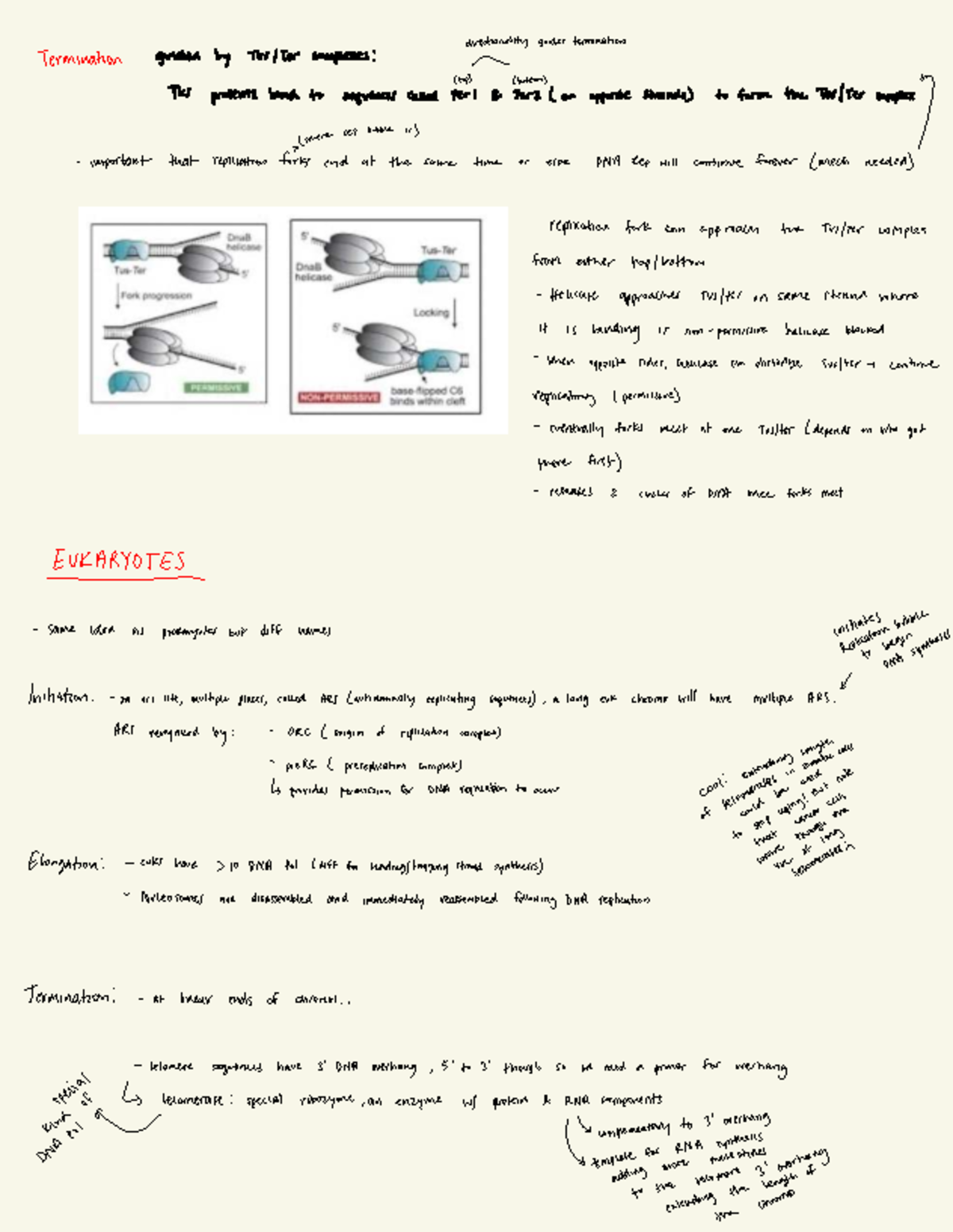 Gen 332 Final Exam Notes: Prokaryotic & Eukaryotic Elongation - Studocu