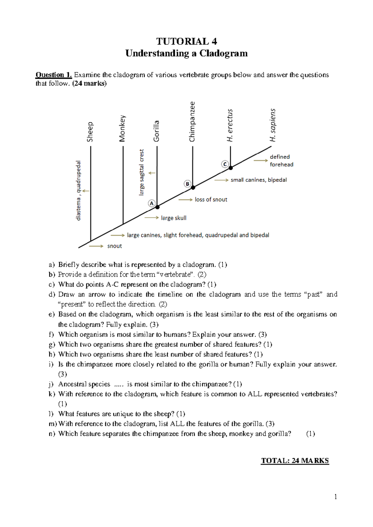 Understanding Cladograms: Tutorial 4 on Vertebrate Relationships - 1 ...