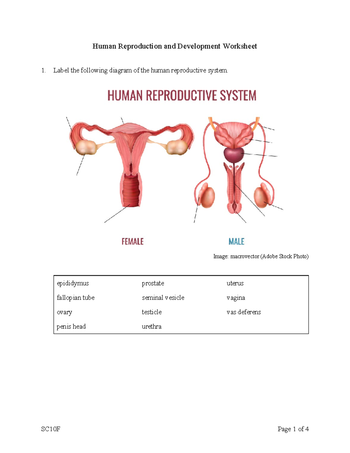 Human Reproduction and Development Worksheet (BIO101) - Studocu