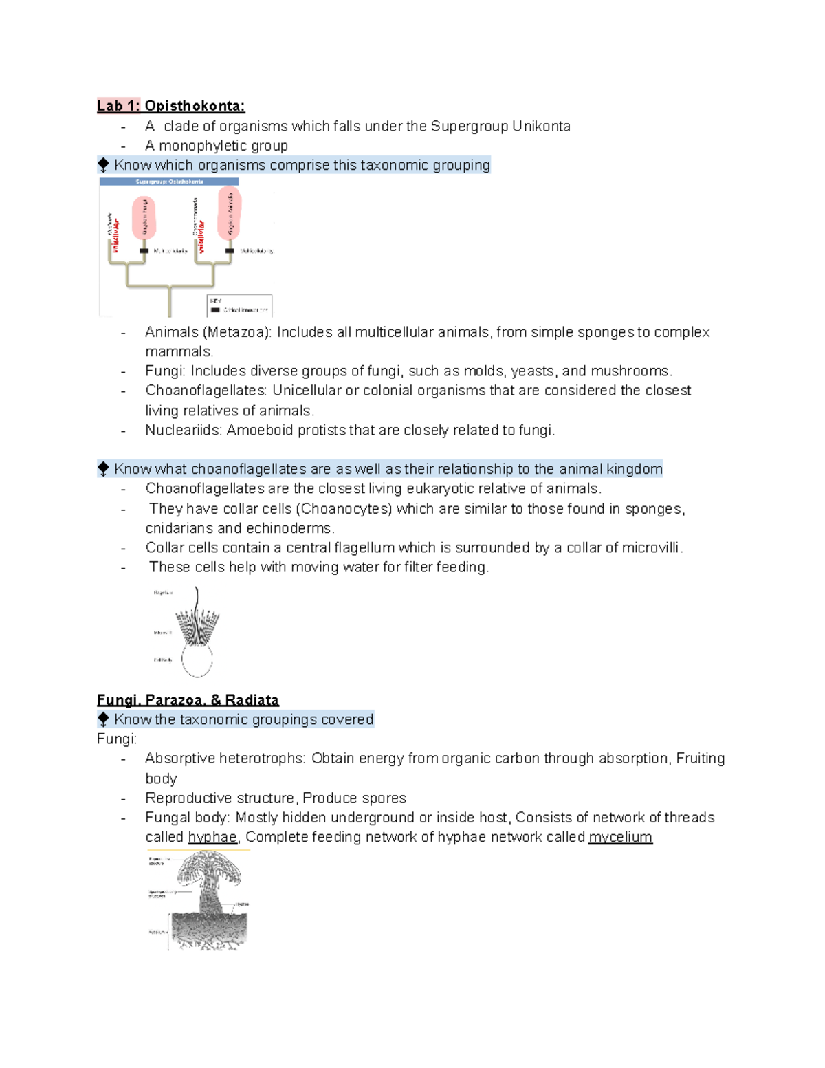 Bio 2 Lab - Final Exam Study Guide for Opisthokonta and More - Studocu