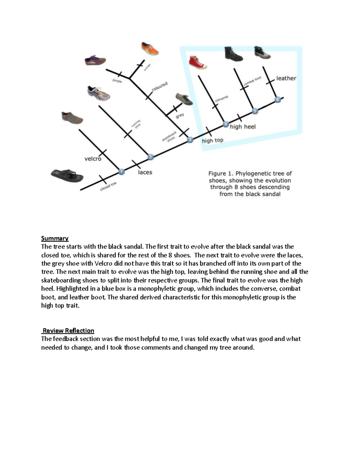 BIOL 1030 LAB 1 Final - Evolution of Shoe Traits and Review Reflection ...