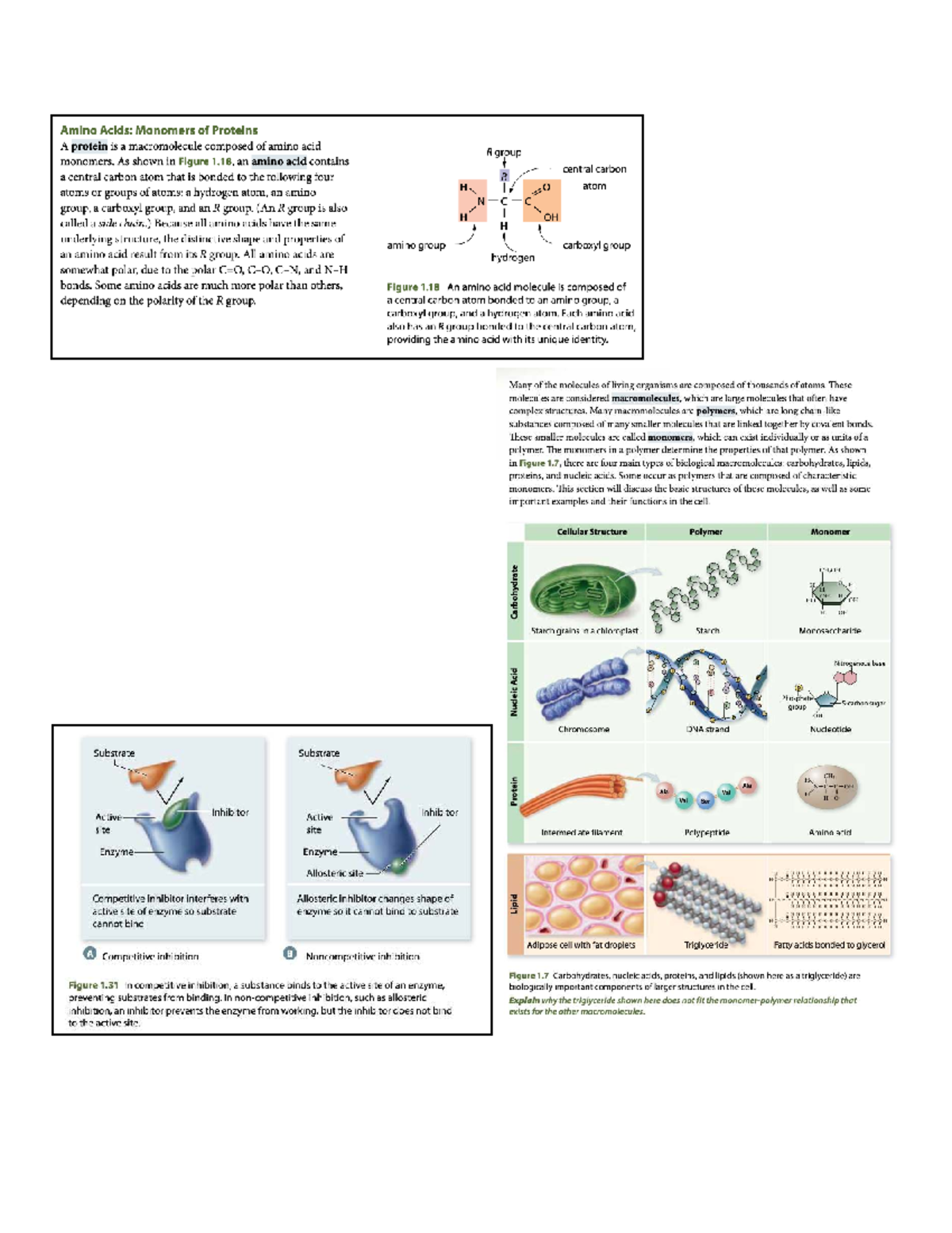 Grade 12 Biology - Class Notes on Amino Acids & Protein Structures ...