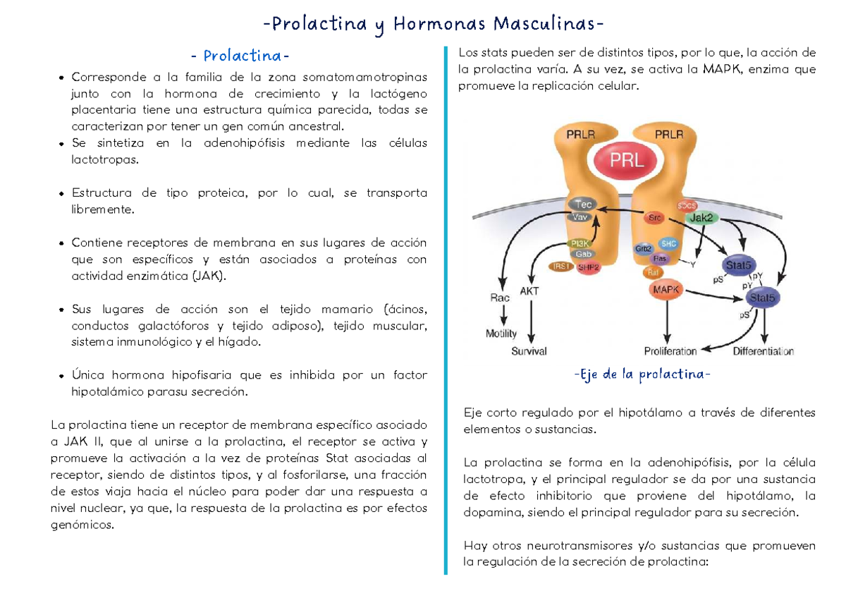 Endocrino 08 - Prolactina y Testosterona: Funciones y Regulación - Studocu