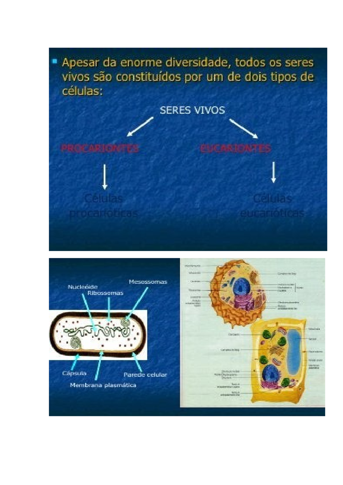Evolução: Hipóteses Autogénica e Endossimbiótica em Biologia - Studocu