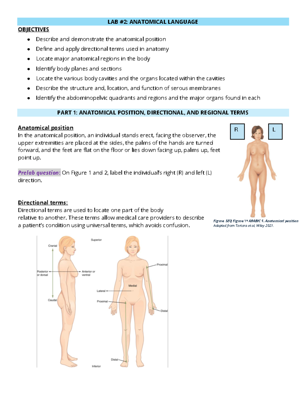 Anatomical Language Lab #2: Terminology & Body Regions Overview - Studocu