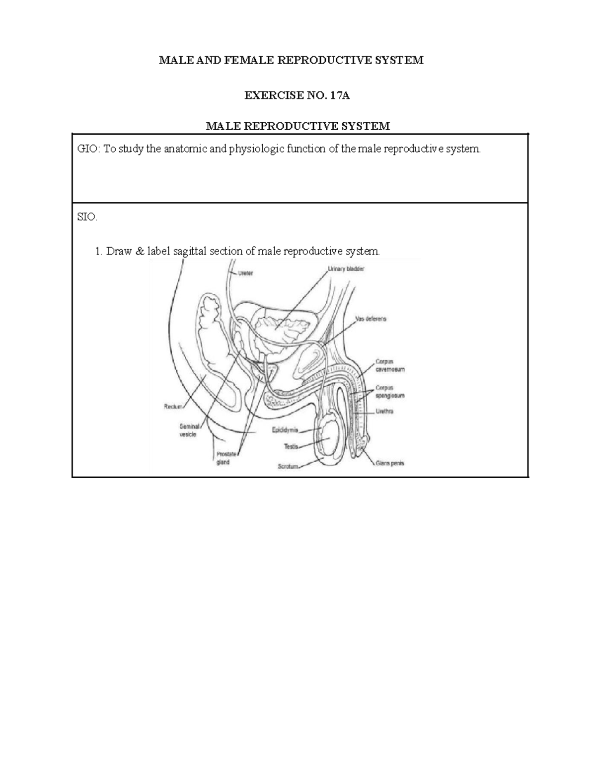 Reproductive System LAB Exercise: Male & Female Anatomy Overview - Studocu