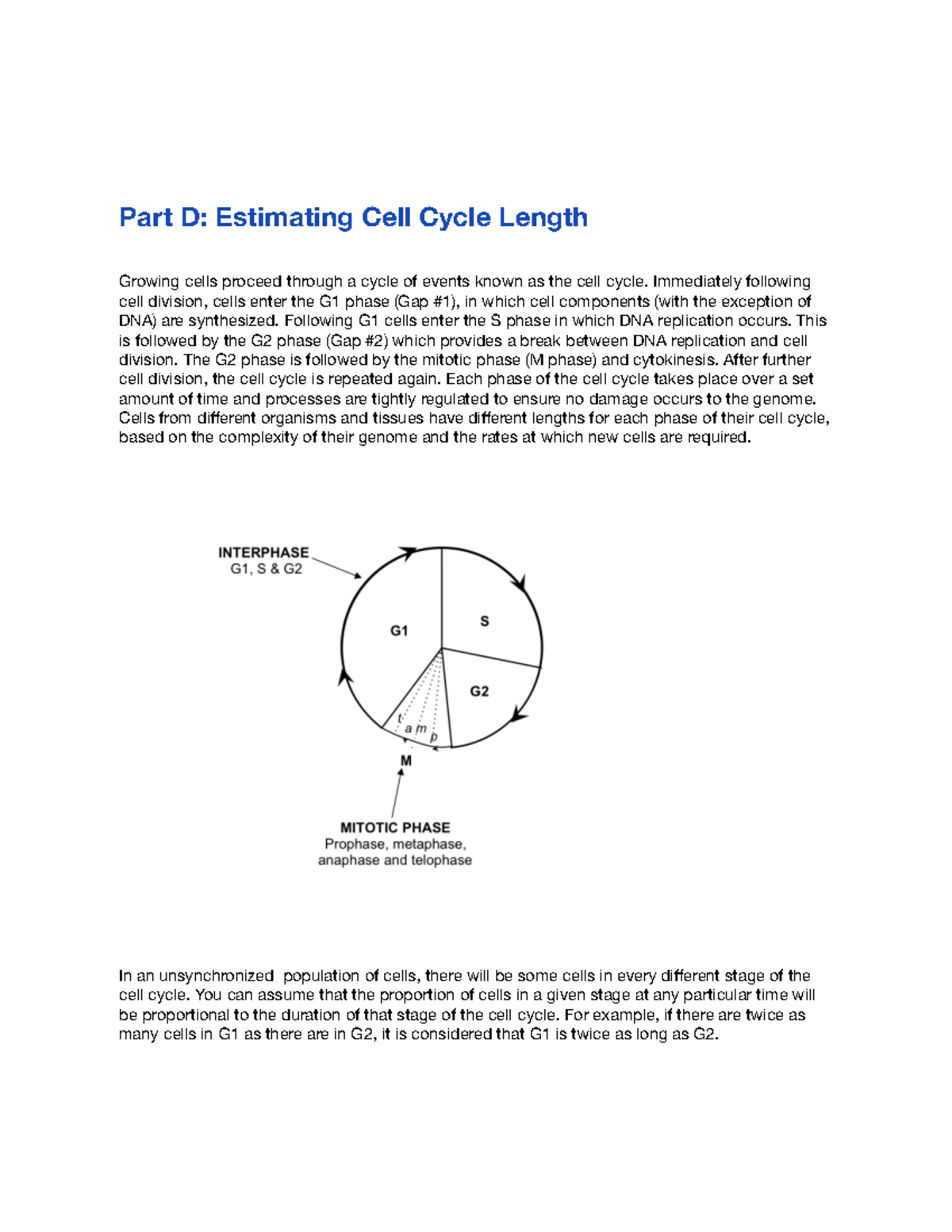 Calculating Cell Cycle Length and Mitosis Phases in Vicia faba (Biology ...