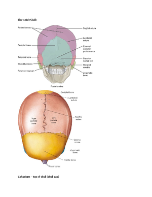 Anatomy and Physiology Lab 8; Exercise 12+14 - Skeletal Muscle ...