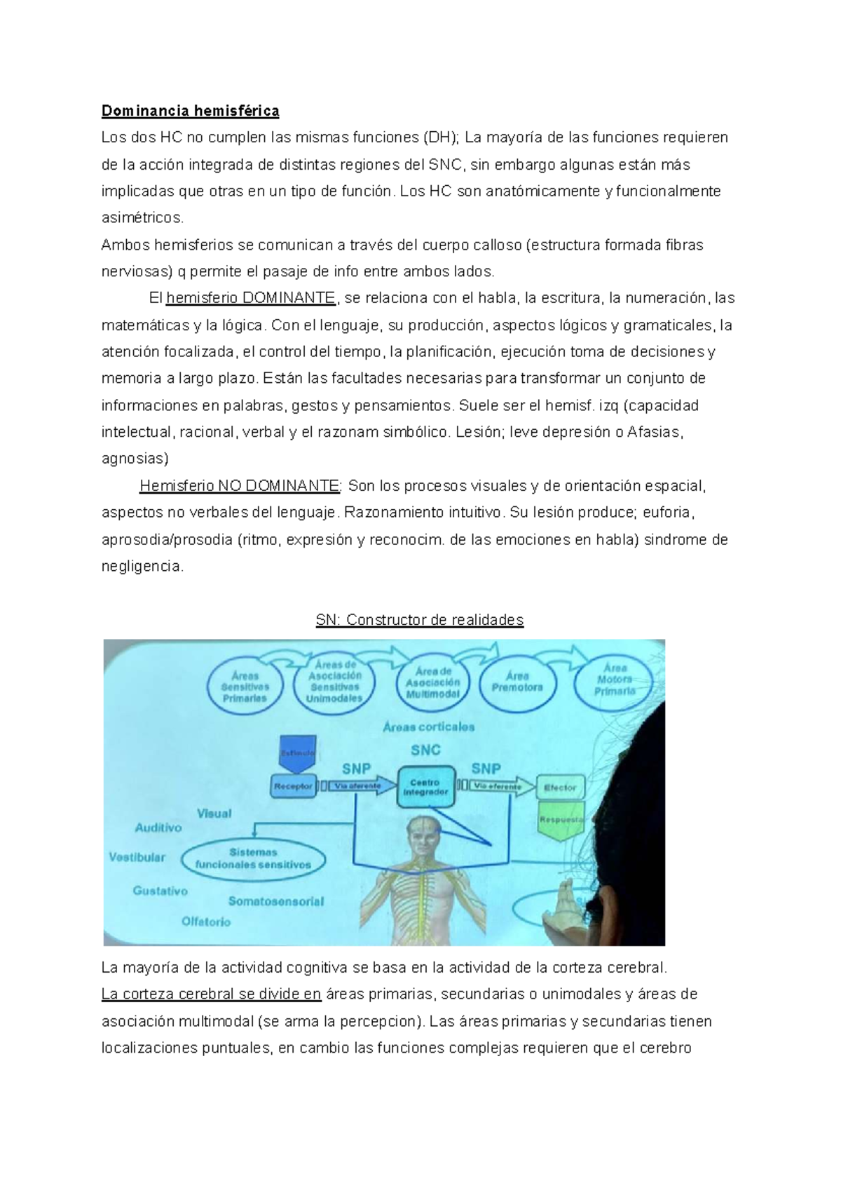 Neurociencia: Dominancia Hemisférica y Funciones Cognitivas - 2do ...