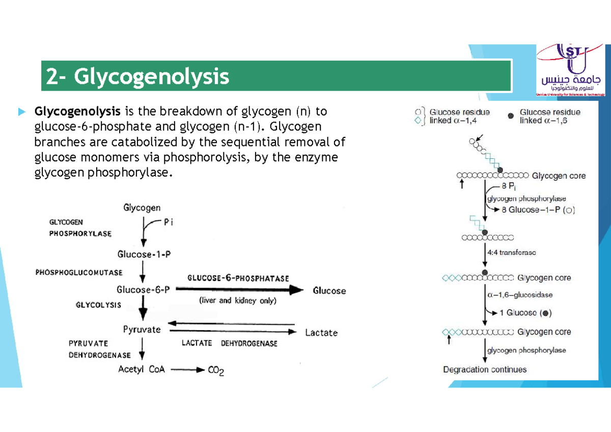 Figure 2 from Metabolic sources and principal metabolic pathways for brain  energy metabolism | Semantic Scholar, image size:1200x849