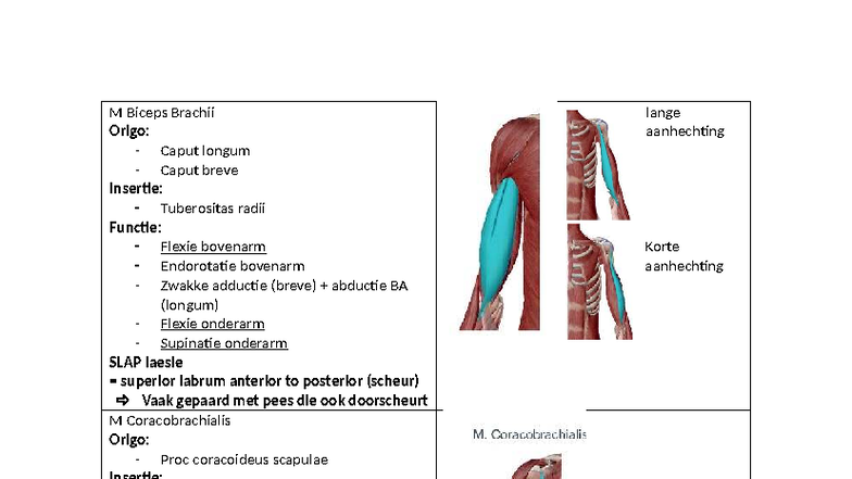 Spieren van de Bovenarm en Onderarm: Anatomie en Functies - Studocu