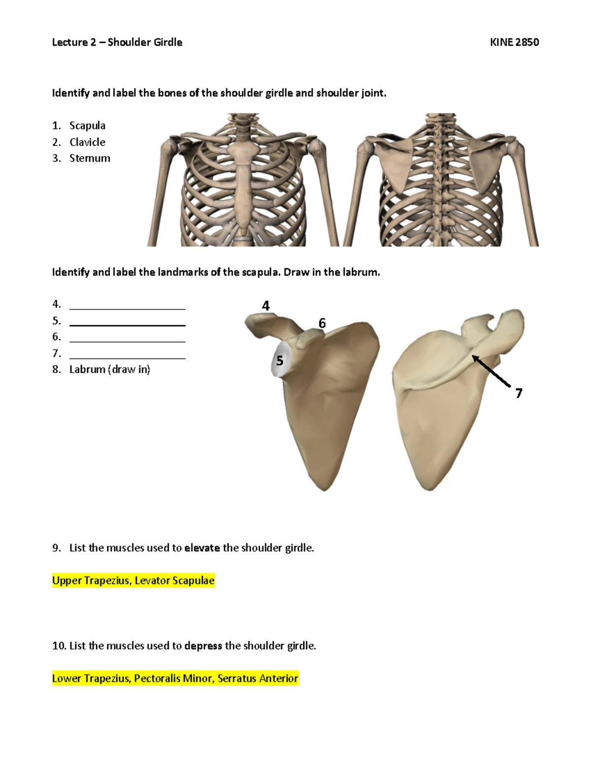 KINE 2850 - 3- Shoulder Joint Worksheet 2017 - Answer Key - Lecture 3 ...
