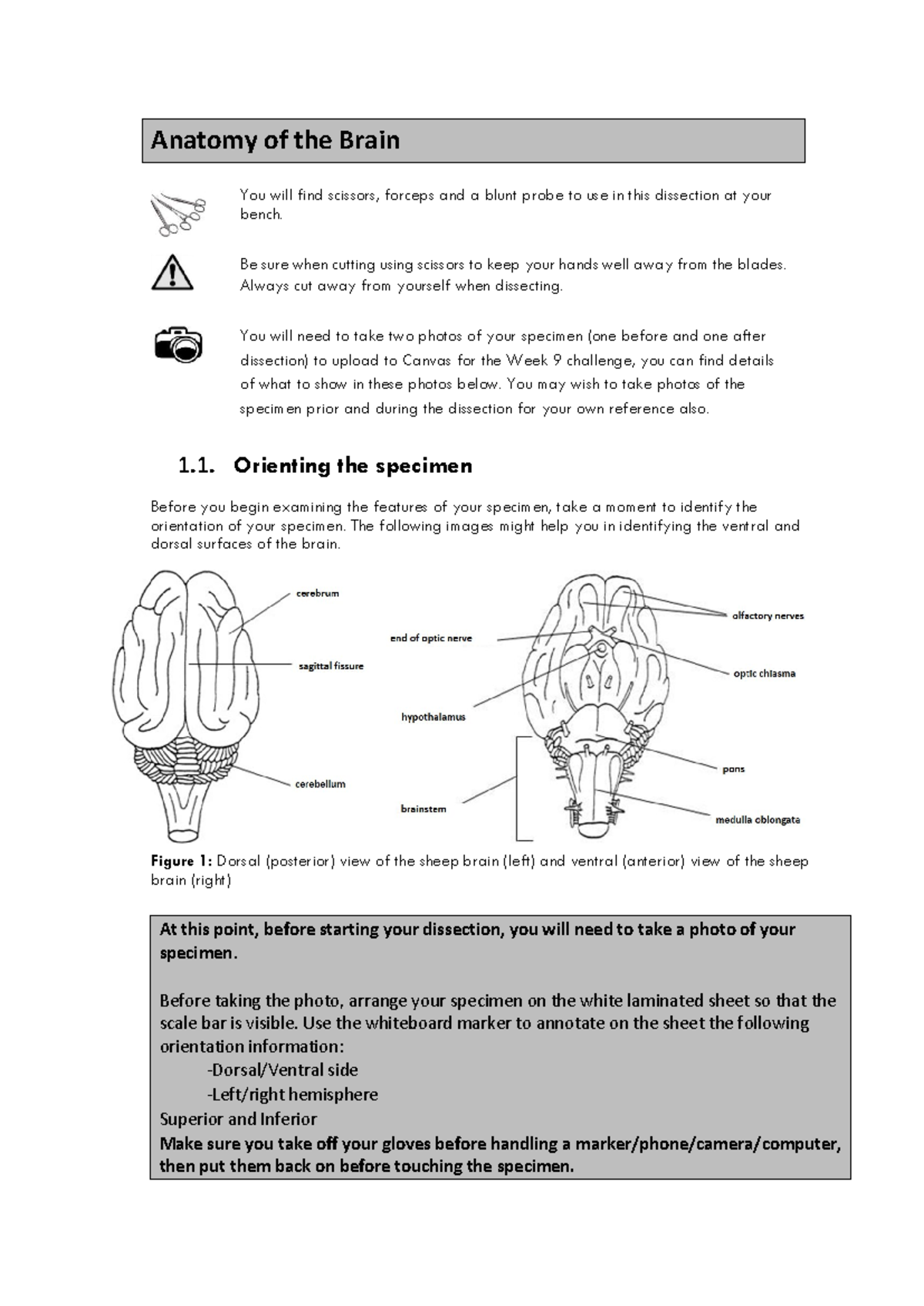 Anatomy of the Sheep Brain Dissection - Week 9 Challenge Notes - Studocu