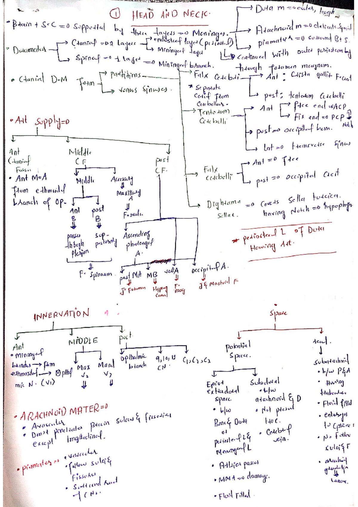 HEAD AND NECK ANATOMY NOTES (Grays) - 2nd Year KMC - Studocu