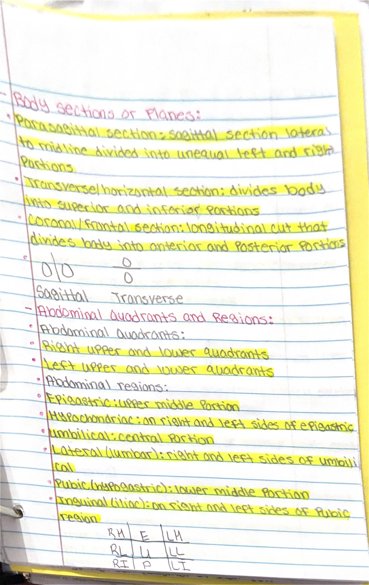 ANP 101 - Lecture Notes on Body Sections and Abdominal Regions - Studocu