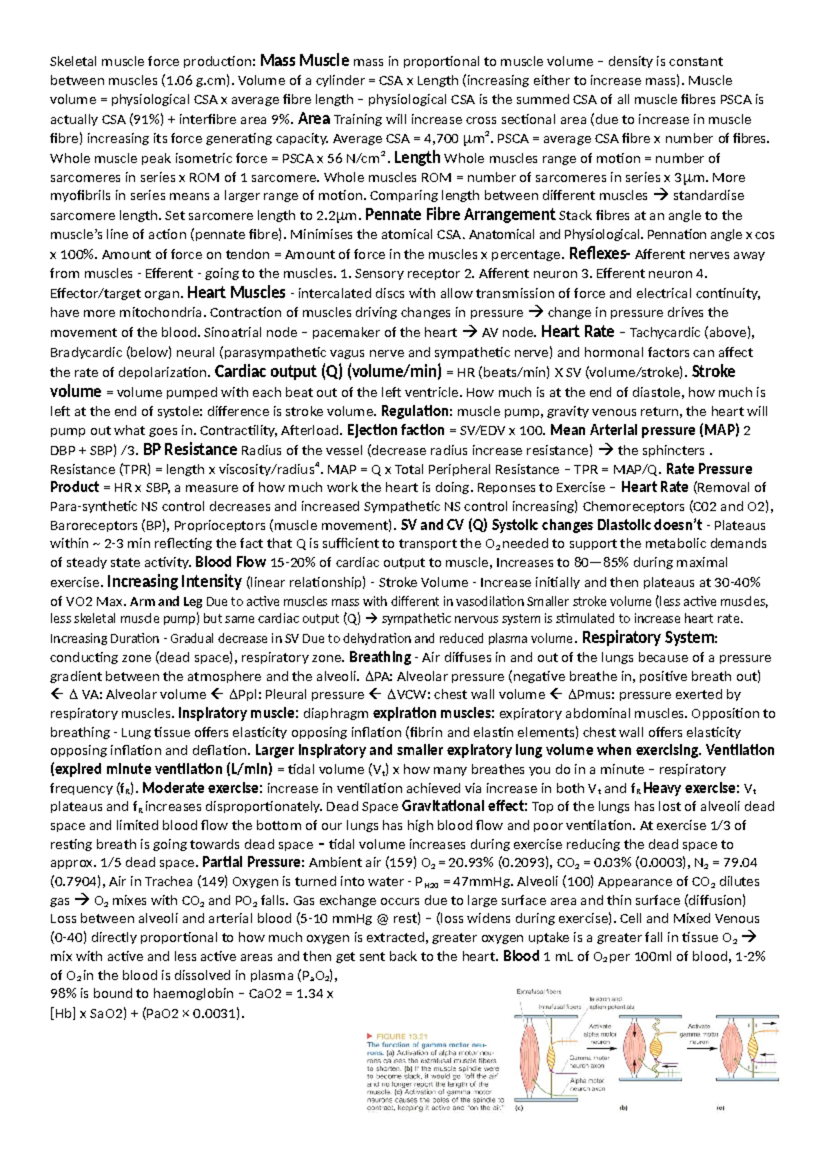Quiz 3 Cheat Sheet: Skeletal Muscle Force Production & Cardiac Function ...
