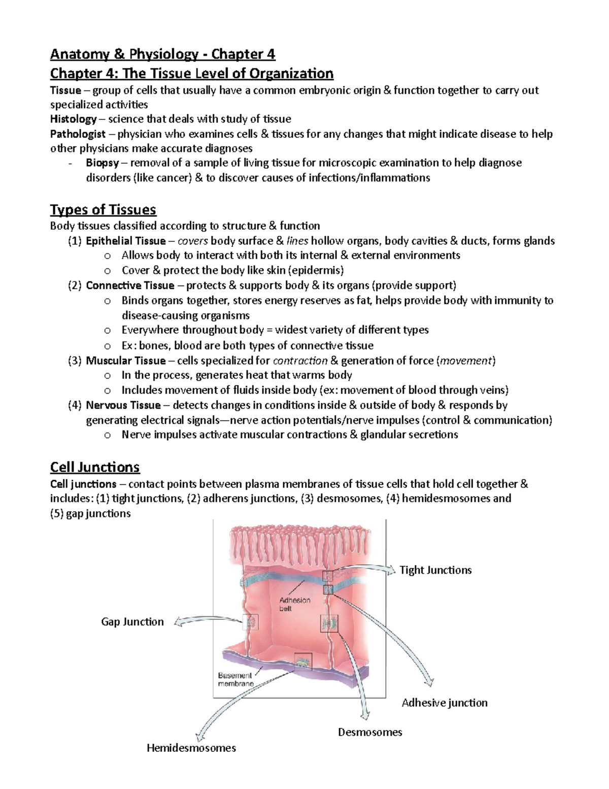 Anatomy & Physiology: Chapter 4 - Tissue Level of Organization - Studocu