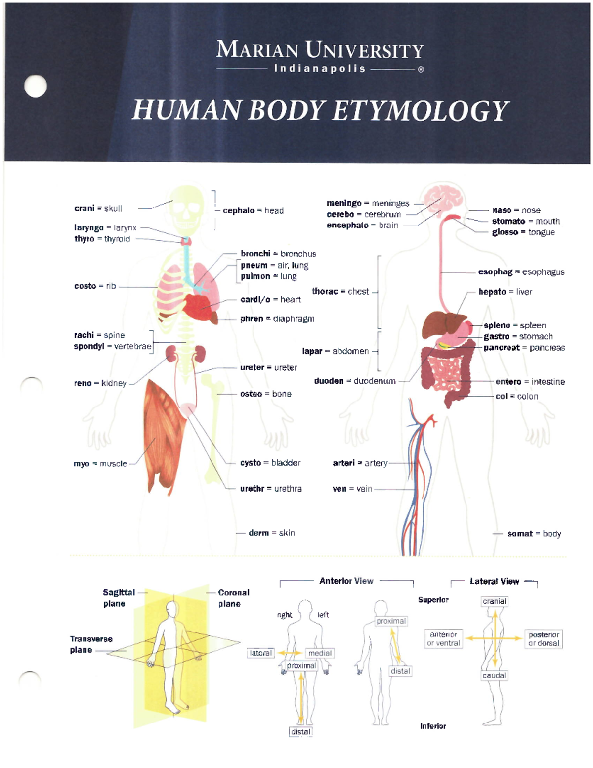MARIAN UNIVERSITY Human Body Etymology Terms Overview - Studocu