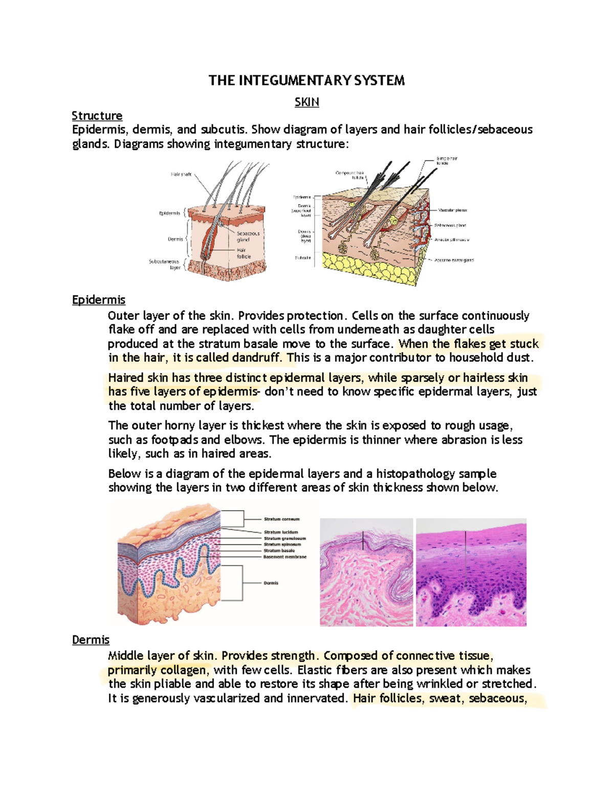 Veterinary Dermatology: Integumentary System Overview (VET 101) - Studocu