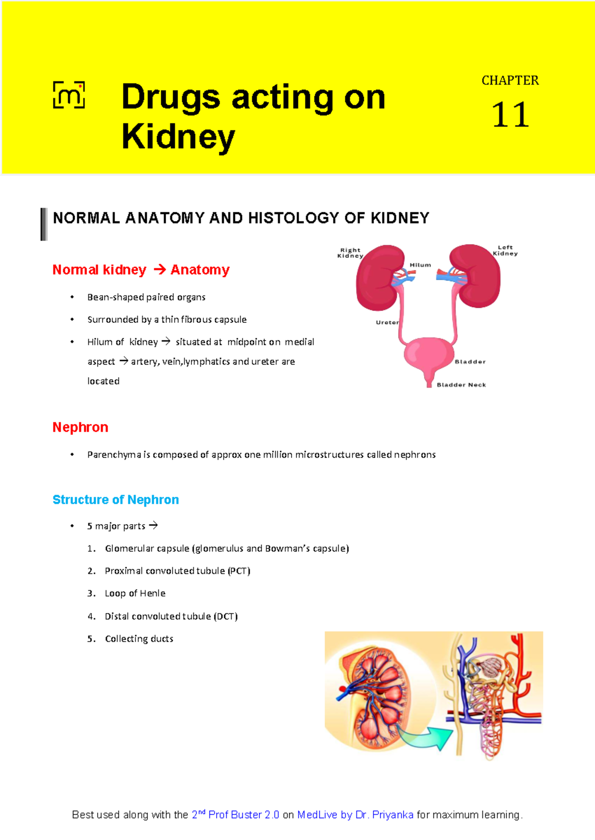 Chapter 11: Pharmacology of Drugs Acting on the Kidney - Studocu
