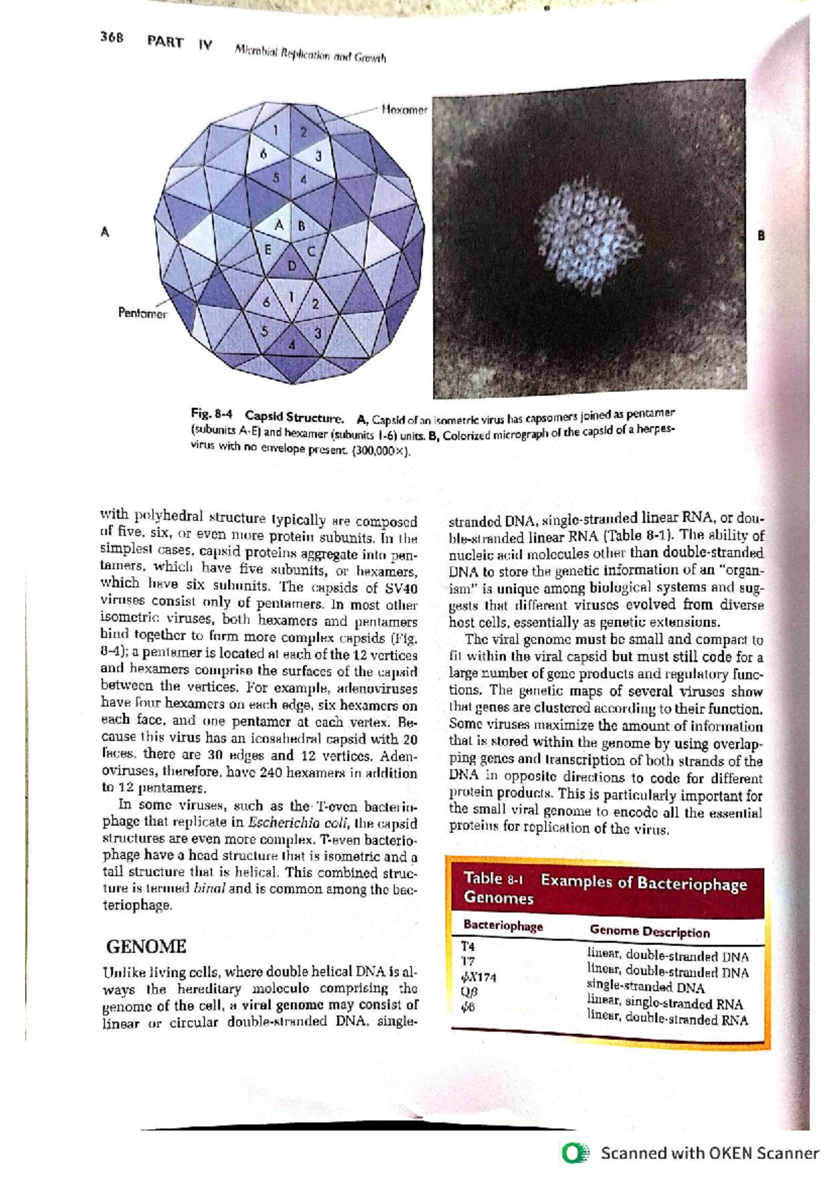 368 Microbial Replication and Growth: Viral Replication Mechanisms ...