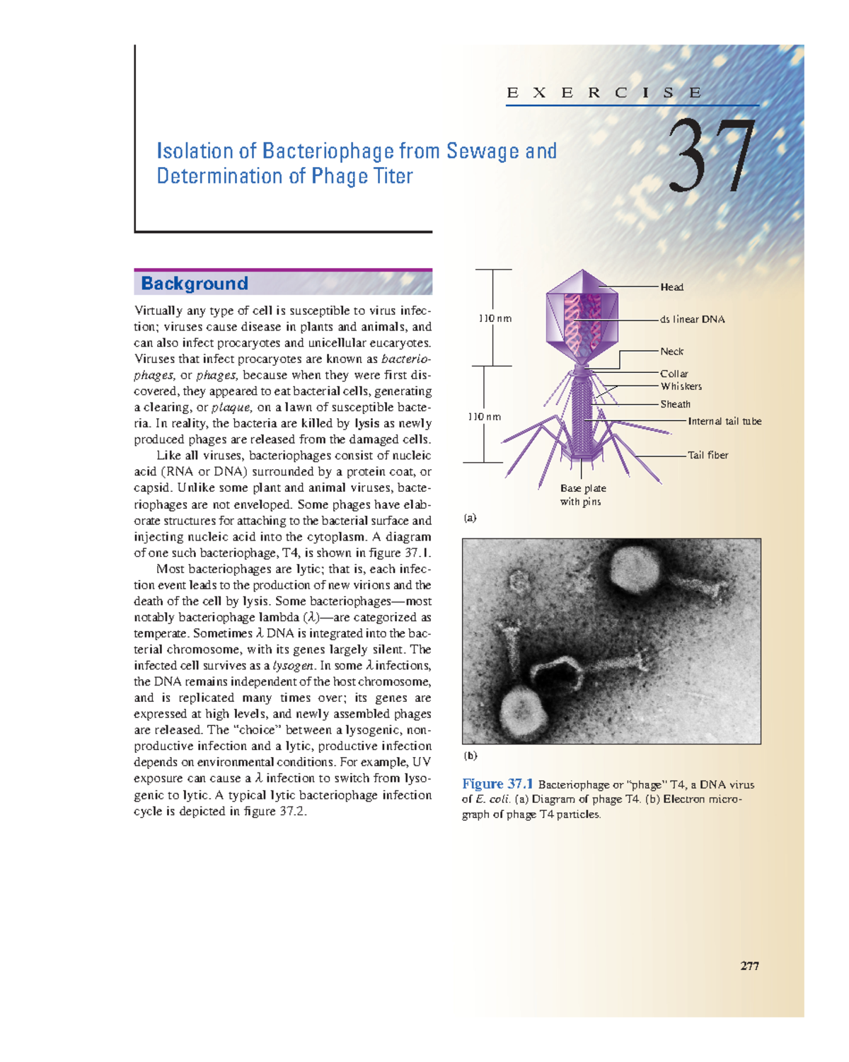 Isolation of Bacteriophages from Sewage & Titer Determination 2022 ...