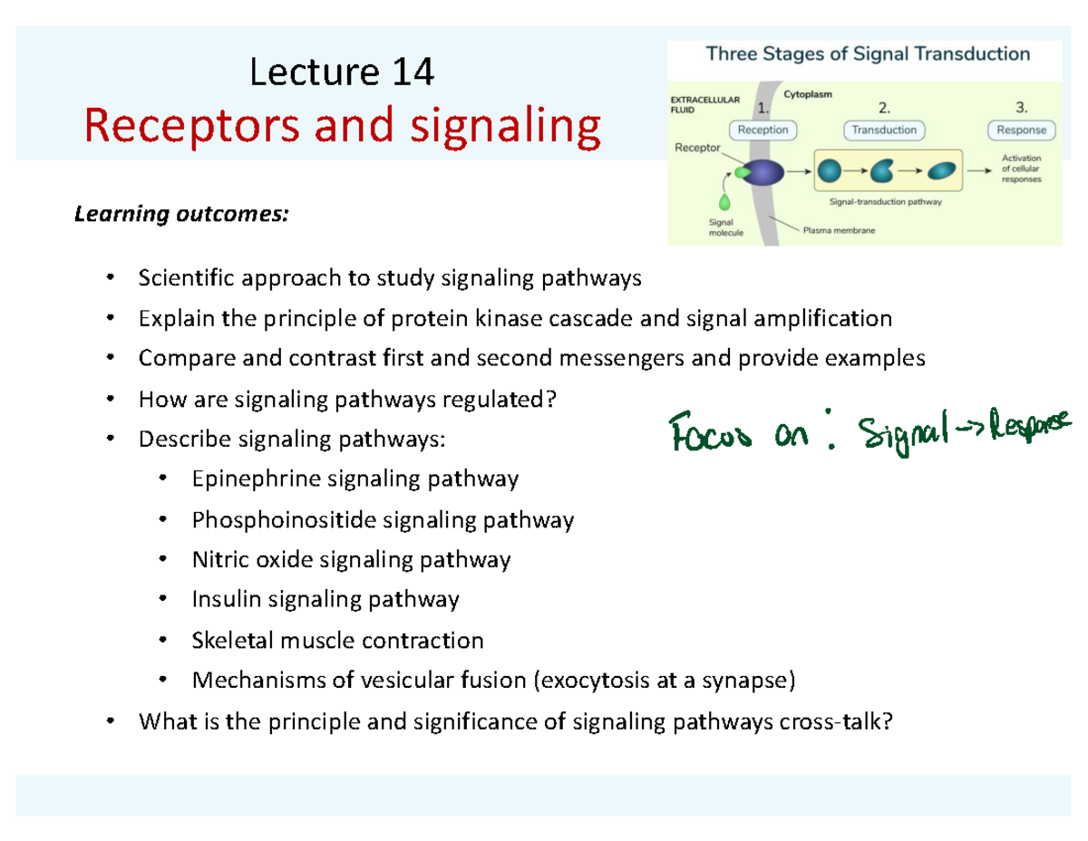 Signaling Pathways and Mechanisms: Lecture 14 Notes (Bio 101) - Studocu
