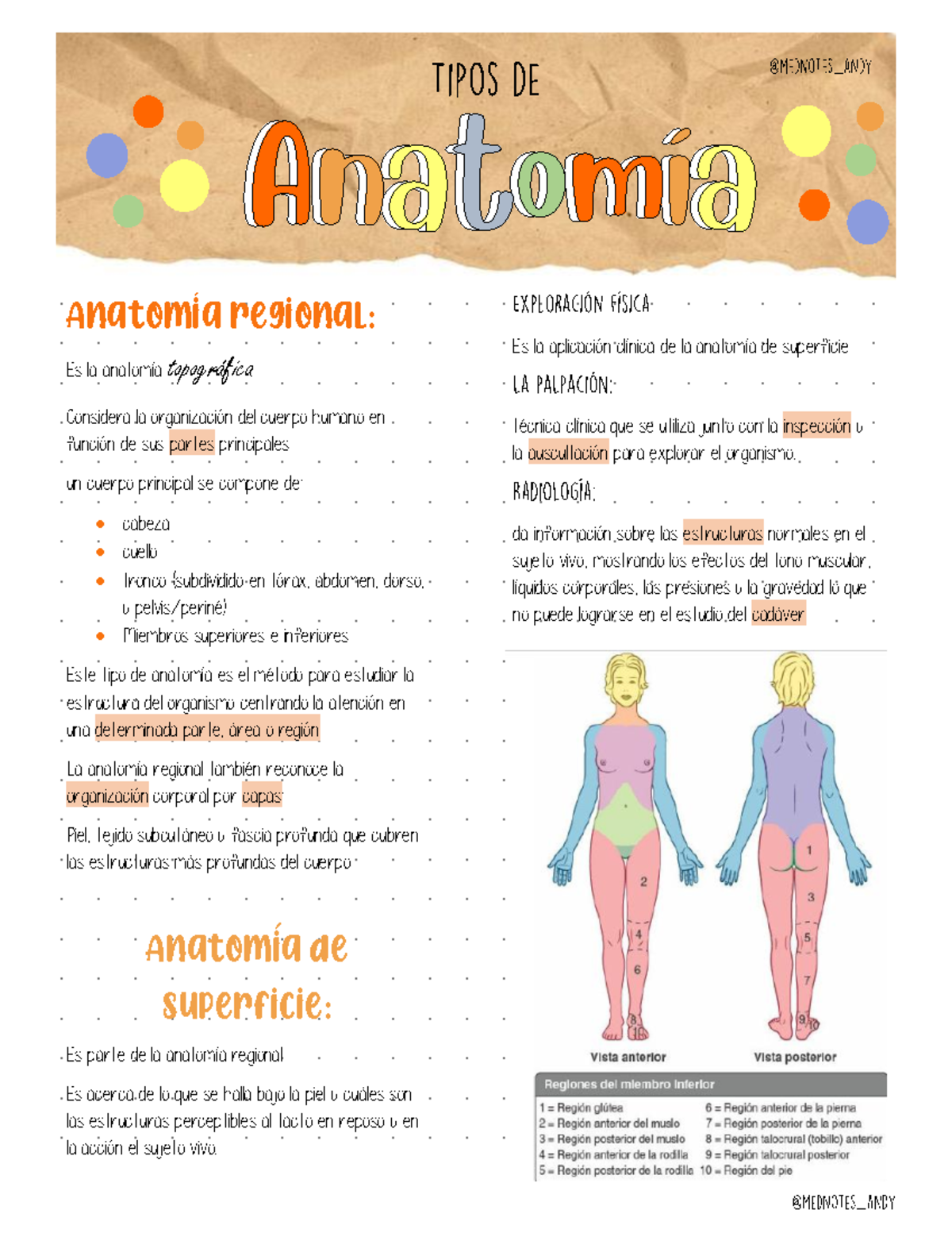 Tipos De Anatomía Humana